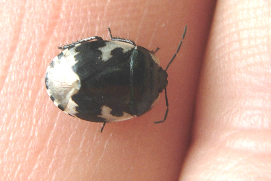 Tritomegas bicolor